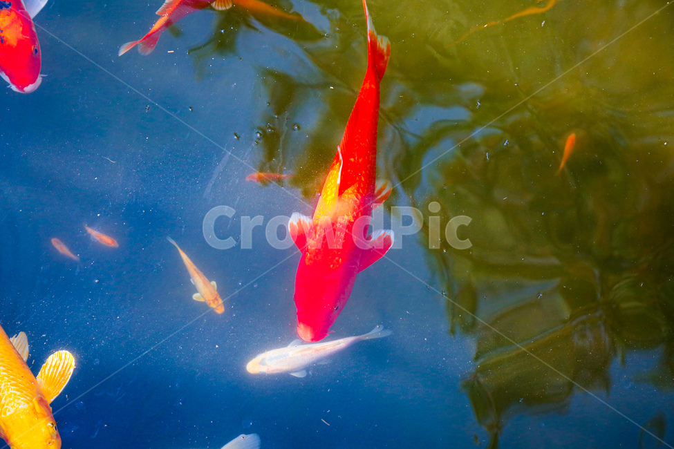 fish,물고기,animal,금붕어,물,동물,animal,어류,물고기,fish