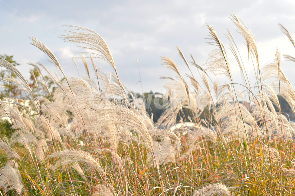 식물,plant,grass,갈대,reed