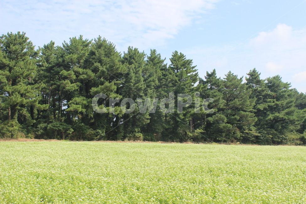 outdoors,옥외,grassland,목초지,field,들,nature,자연,농장,countryside,한지방,농촌,rural,제주,jeju,자연,풍경,nature,landscape,farm