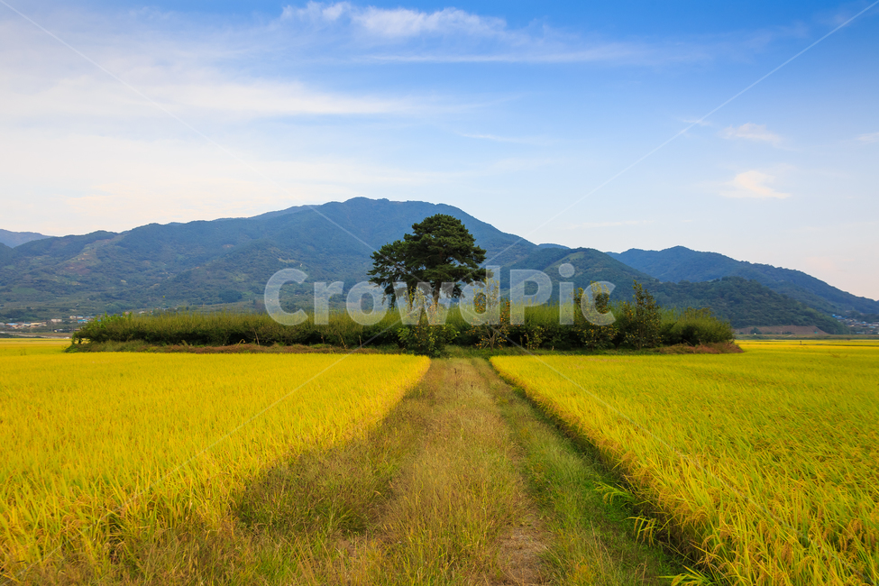 부부송,평사리,가을,하늘,결실,벼,쌀,사랑,영원,자연,풍경,nature,landscape,곡류,곡식,cereals,field,들,grassland,목초지,outdoors,옥외,meadow,farm,농장,rural,농촌