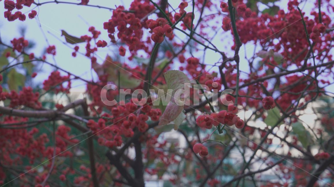 꽃,빨강,빨간꽃,나무,꽃나무,식물,자연,plants,nature,과일,열매,fruit
