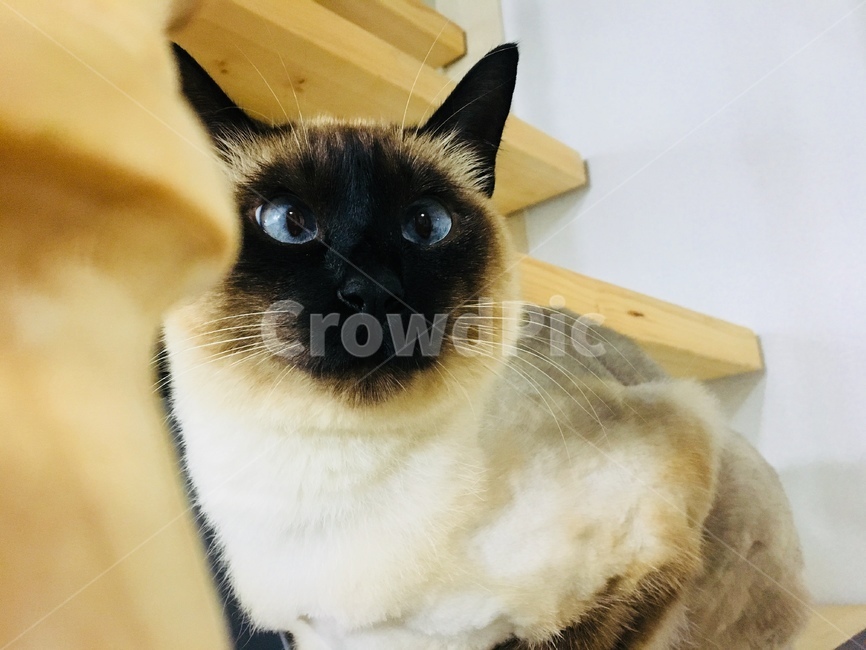고양이,야옹이,샴,샴고양이,반려동물,반려고양이,애완동물,cat,neko,동물,동물,animal,포유류,mammal,고양이,cat,kitten,kitty