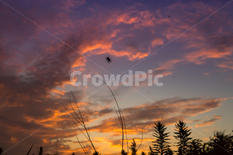 노을,구름,sunset,자연,곤충,자연,풍경,nature,landscape,동물,animal,곤충,벌레,insect,bug,outdoors,옥외,sky,하늘