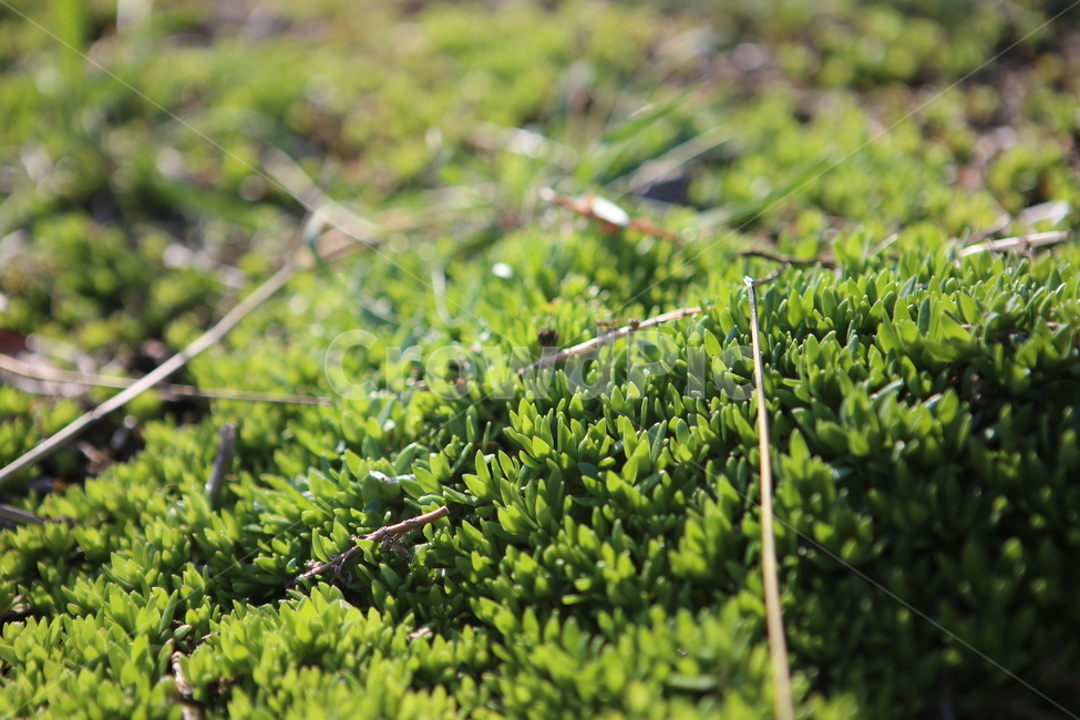 녹색,풀,새싹,봄,그린,green,spring,식물,자연,plants,nature