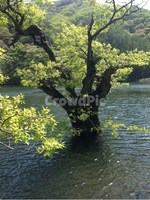 주산지,주왕산,저수지,인공저수지,왕버들,버드나무,수중,물속,청송,한국,jusanji,juwangsan,reservoir,artificialreservoir,weepingwillow,koreanweepingwillow,underwater,water,cheongsong,korea
