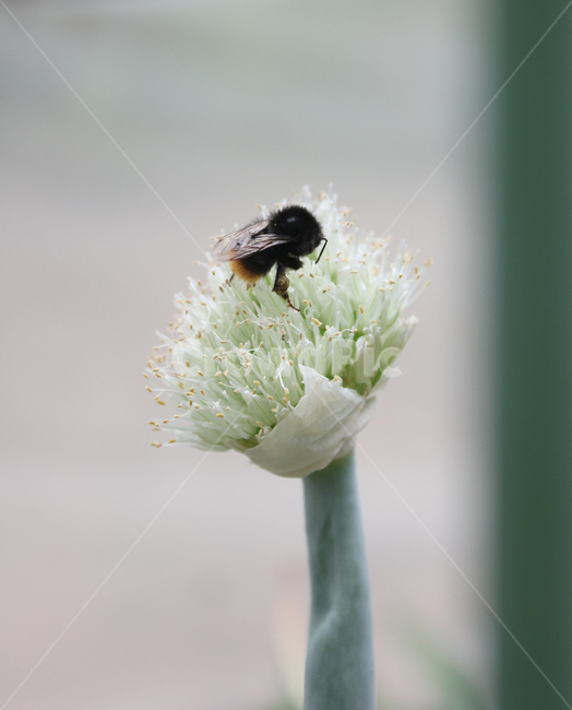 꽃,플라워,파꽃,파,식물,자연,클로즈업,벌,곤충,벌레,식물,자연,plants,nature,꽃,flower,동물,animal,곤충,벌레,insect,bug