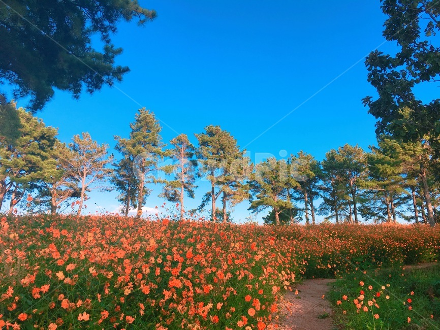 코스모스,가을,풍경,꽃,하늘,fall,autumn,자연,풍경,nature,landscape,plant,식물