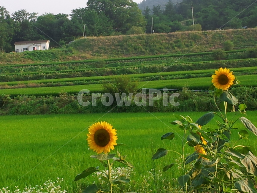 해바라기,꽃,여름,들,sunflower,field,논,벼,논둑,농사,노란꽃