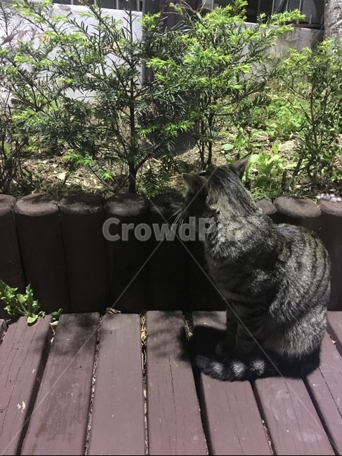 고양이,야옹이,검은고양이,줄무늬고양이,애옹이