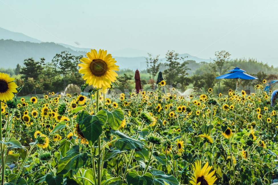 green,sun,sunflower,flower,Field,sunlight,lens flare,Freshness,gay