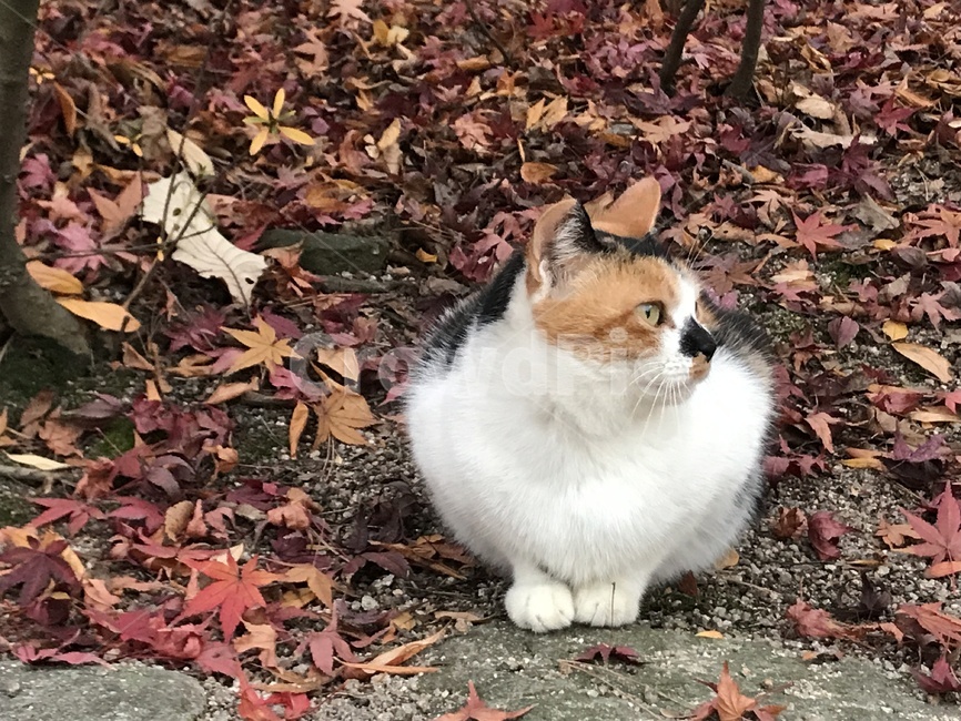 고양이,길고양이,삼색고양이,식빵고양이,가을,낙엽,가을,계절,fall,autumn,season,동물,animal,포유류,mammal,고양이,cat,kitten,kitty,leaf,잎,plant,식물,tree,나무,ground,바닥