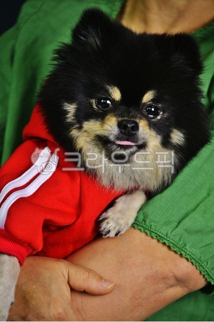 반려견,반려동물,강아지,개,사람,동물,포메라이언,블랙탄