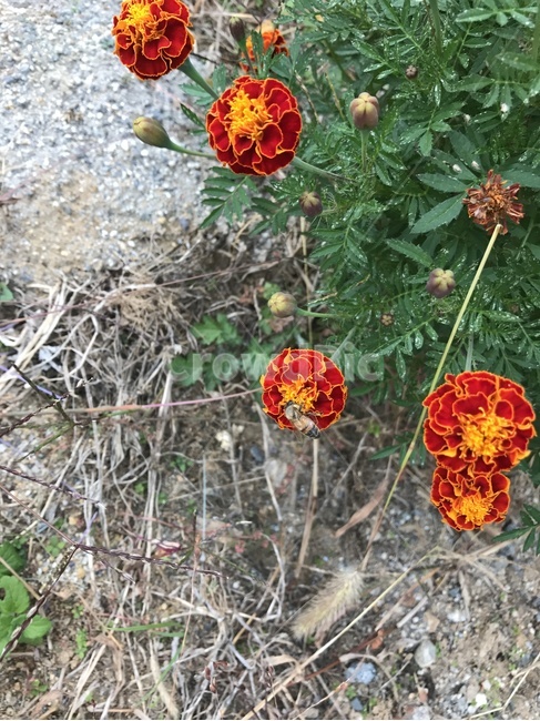 꽃,벌,자연,곤충,꿀벌,식물,자연,plants,nature,꽃,flower,곤충,벌레,insect,bug