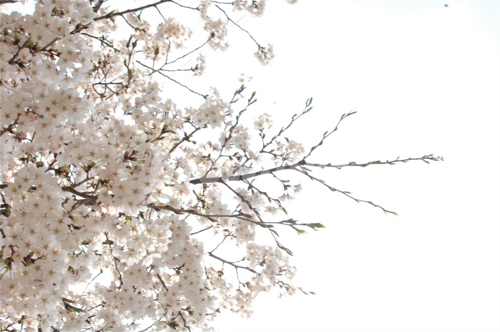 들꽃,식물,벚꽃,벚꽃나무,분홍색,분홍색꽃,blossom,flower,꽃,식물,자연,plants,nature,꽃,flower