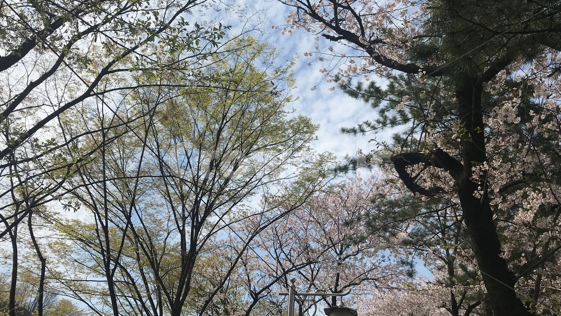 배경,풍경,봄,꽃,벚꽃,흩날리는,spring,flower,자연,풍경,nature,landscape,tree,나무,plant,식물,tree trunk,나무 줄기