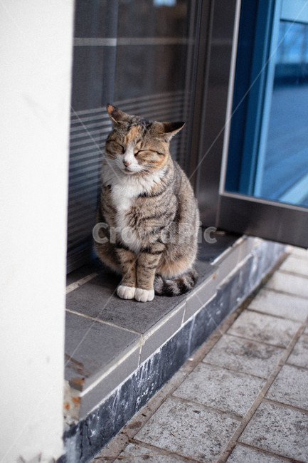 고양이,야옹이,아기고양이,길냥이,동물,포유류,mammal,고양이,cat,kitten,kitty