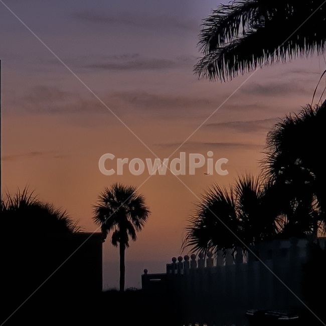 silhouette,실루엣,plant,식물,arecaceae,palmtree,야자수,tree,나무,여름,summer