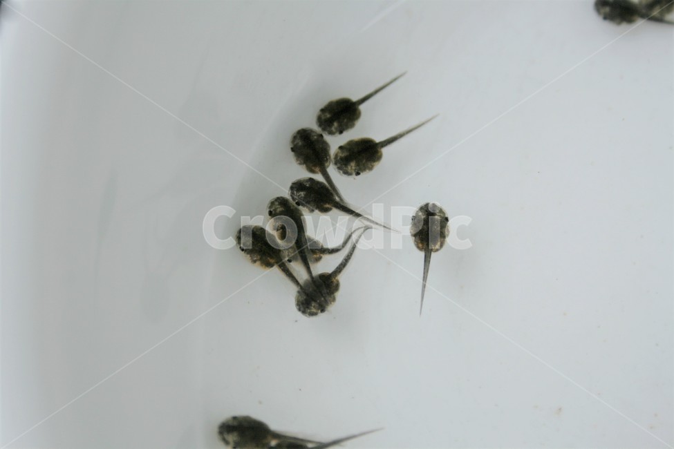 맹꽁이올챙이,맹꽁이,쟁기발개구리,맹꽁이과,양서류,멸종위기야생동물,국가적색목록취약종,동물,animal,파충류,양서류,reptile,amphibian