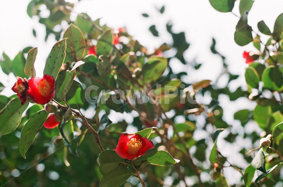 한국,관광,동백,연화도,봄,관광지,필름,필름카메라,식물,자연,plants,nature,꽃,flower