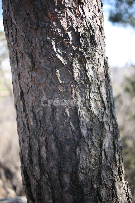 나무,낙엽,숲,산,북한산,mountain,tree,forest