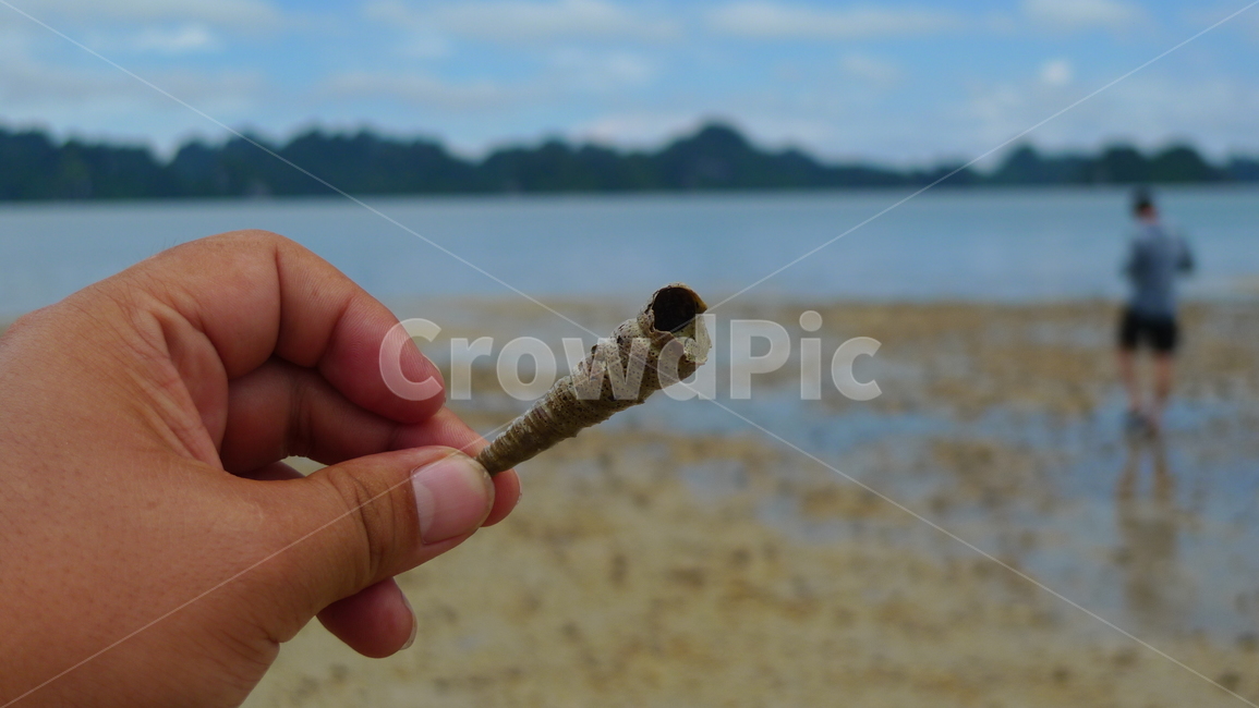 손가락,소라,바다,옥외,beach