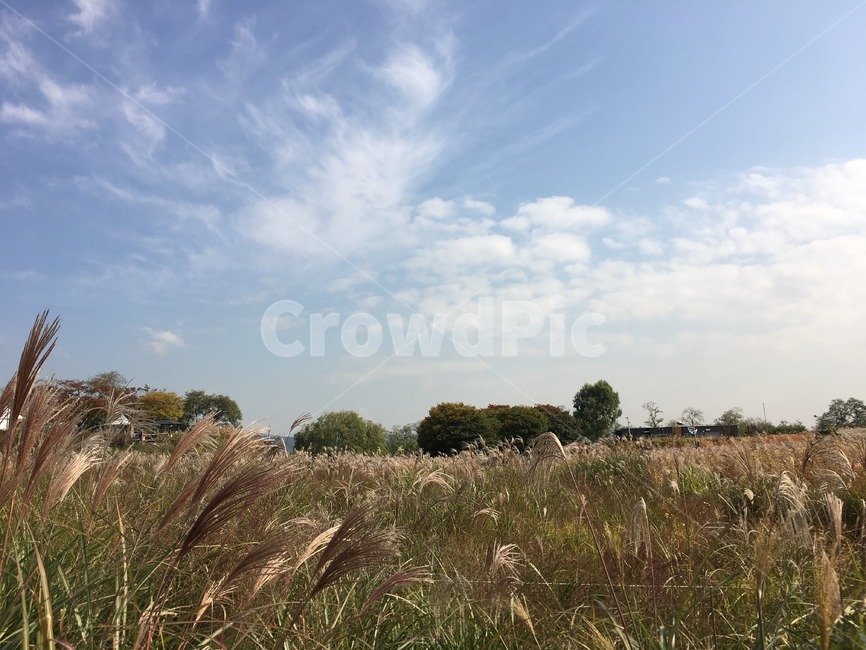 가을,갈대,나무,들판,푸른,구름,하늘,감성,배경,바탕,행복,가을,계절,fall,autumn,season,자연,풍경,nature,landscape,outdoors,옥외,grassland,목초지,field,들