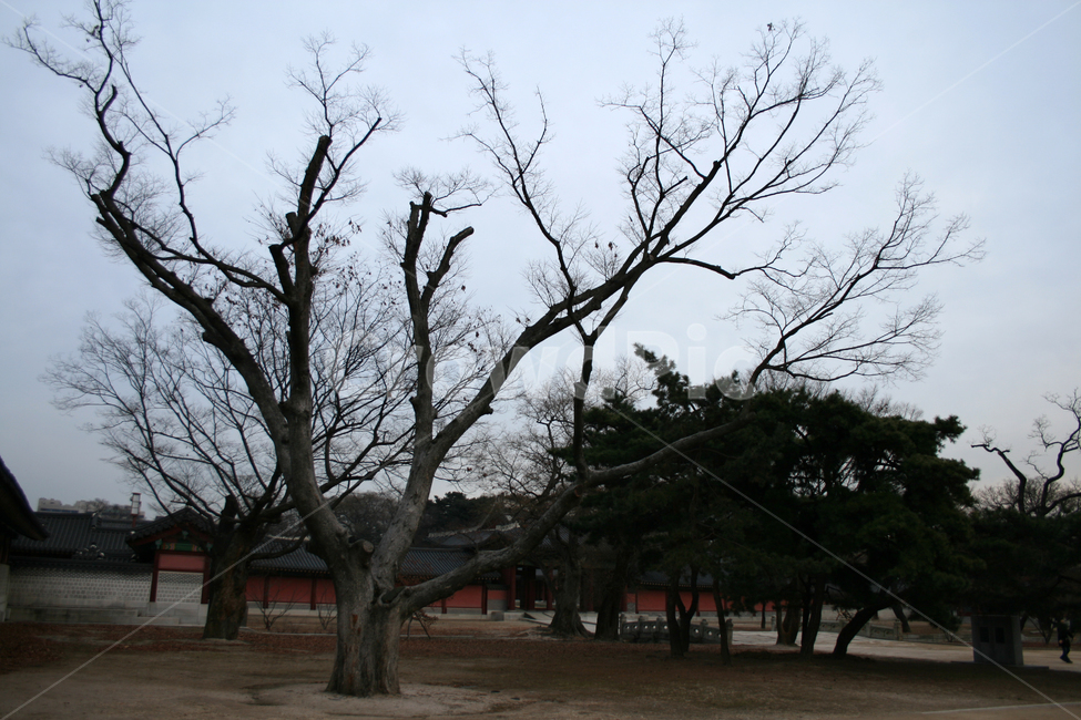 창덕궁,세계문화유산,문화유산,한국,나무,궁,한국전통,한국문화,korean traditional,korean culture,랜드마크,landmark,tourist attraction,한국랜드마크,한국관광지,한국명소,korea landmark,korea tourist attraction,식물,자연,plants,nature,나무,trees,wood