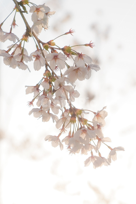 plant,식물,벚꽃,flower,blossom,꽃,매화,매화꽃,감성사진,봄,spring,개화,꽃구경,꽃놀이,벚꽃놀이,플라워,자연,natrue