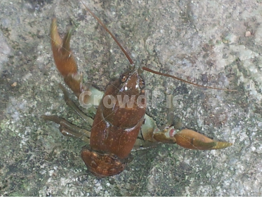 민물가재,갑각류,자연,절지동물,냇물,동물,animal