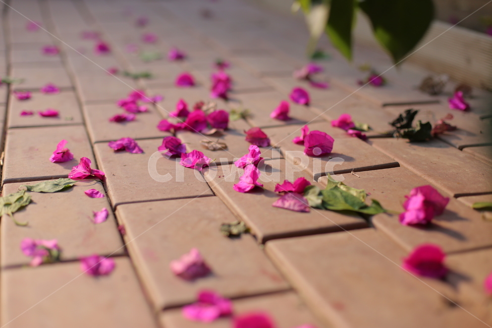 떨어진꽃,꽃잎,flower,꽃,blossom,plant,식물,petal,바닥,정원,야외,낙화