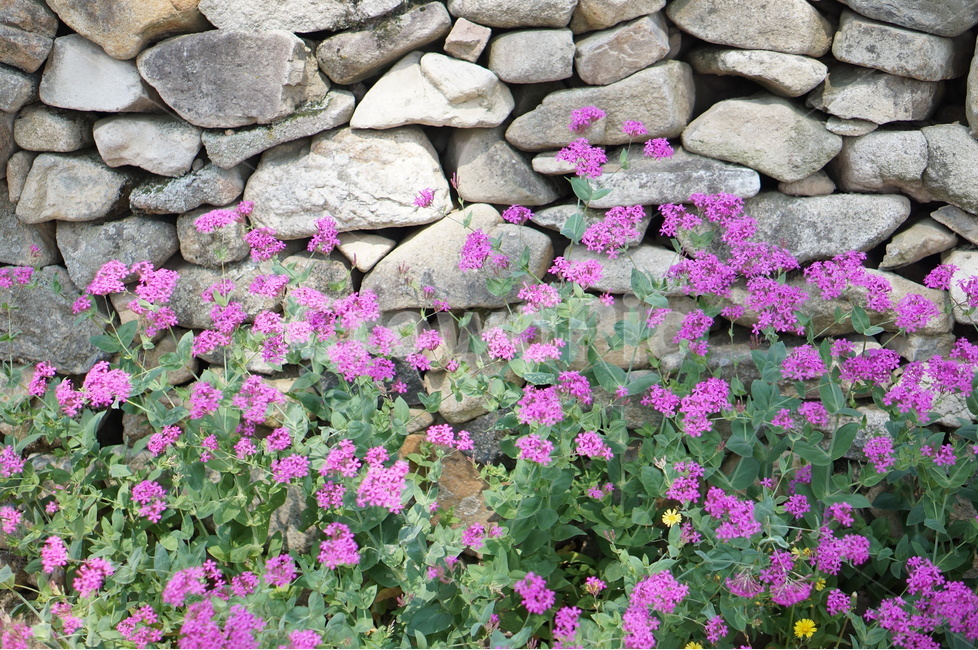 꽃,돌담길,핑크,봄,풍경,외암민속마을,식물,자연,plants,nature,꽃,flower