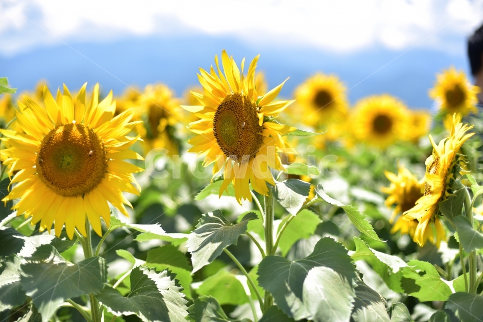 여름,해바라기,꽃,자연,식믈,해바라기밭,식물,자연,plants,nature,꽃,flower