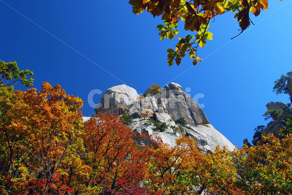 도봉산,산,단풍,가을,계절,바위,바위산,풍경,자연,나무,단풍나무,숲,봉,봉우리,산봉우리,등산,절경,국립공원,하늘,서울,한국,가을,계절,fall,autumn,season,자연,풍경,nature,landscape,한국자연풍경,한국자연경관,korea nature landscape,leaf,잎,plant,식물,tree