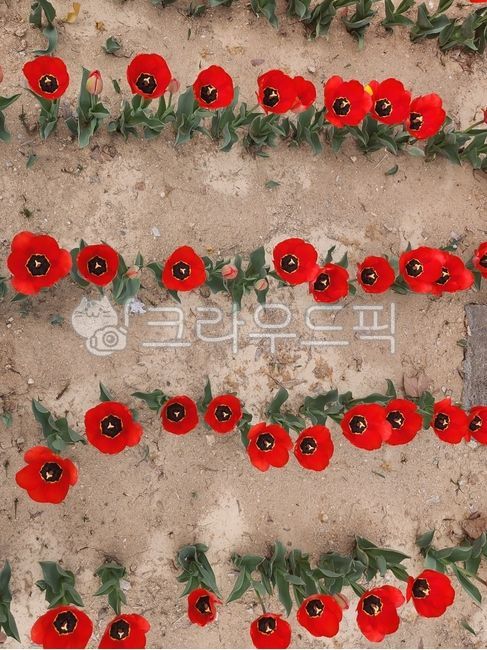 flower,꽃,튤립,붉은튤립,빨간튤립,tulip