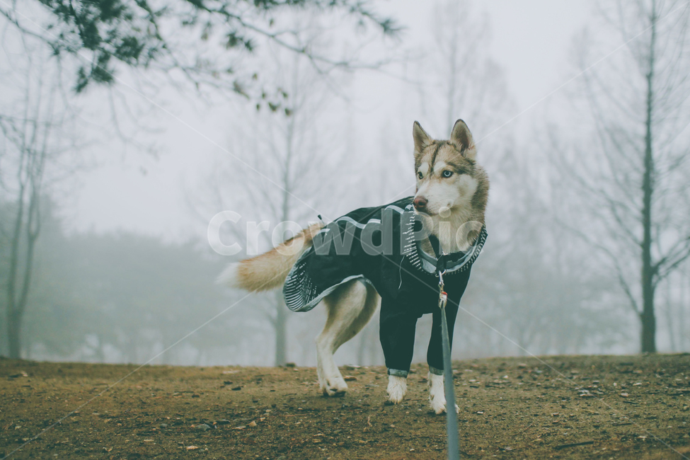 허스키,반려견,안개,개,husky,반려동물,대형견,중형견,mist,dog,siberianhusky,동물,animal,포유류,mammal,개,강아지,dog,doggy