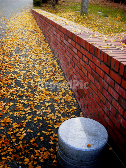 가을,낙엽,산책,길,단풍,가을,계절,fall,autumn,season,brick,벽돌