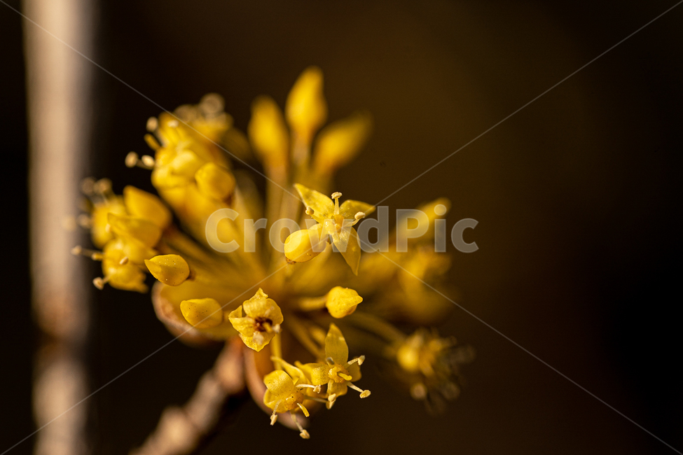 plant,식물,꽃,나무,산수유,봄,식물,자연,plants,nature,꽃,flower