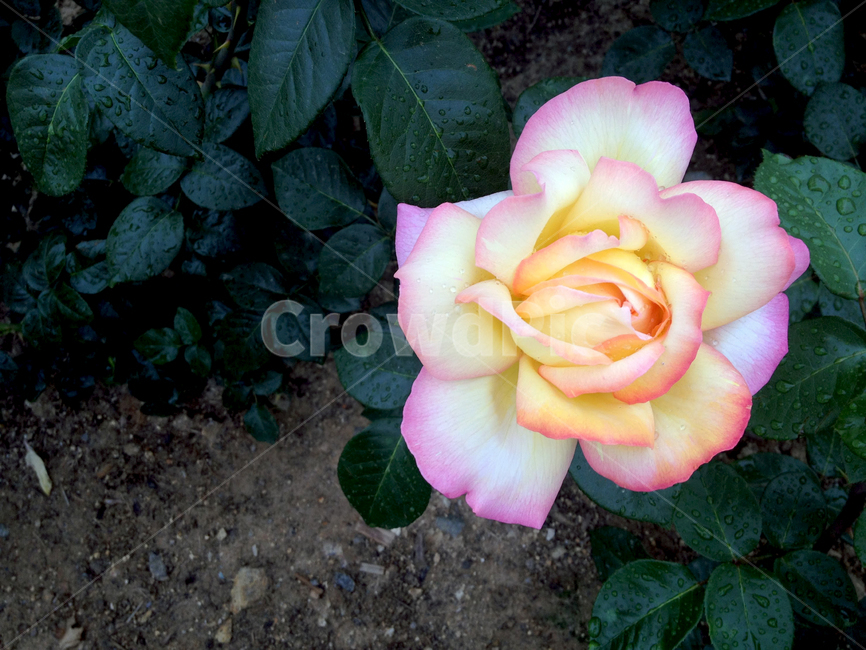 plant,식물,blossom,rose,장미,flower,꽃