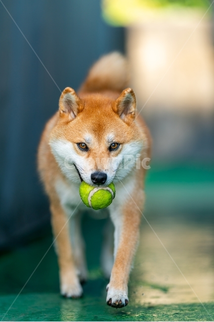 pet,동물,dog,개,포유류,시바이누,시바견,적시바,동물,animal,포유류,mammal,개,강아지,dog,doggy
