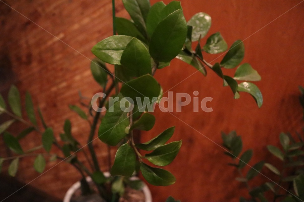 라이프,풀,잎사귀,조명,감성,화분,생활,실내,힐링,무드,feeling,flowerpot,mood,초록,녹색,green,식물,자연,plants,nature