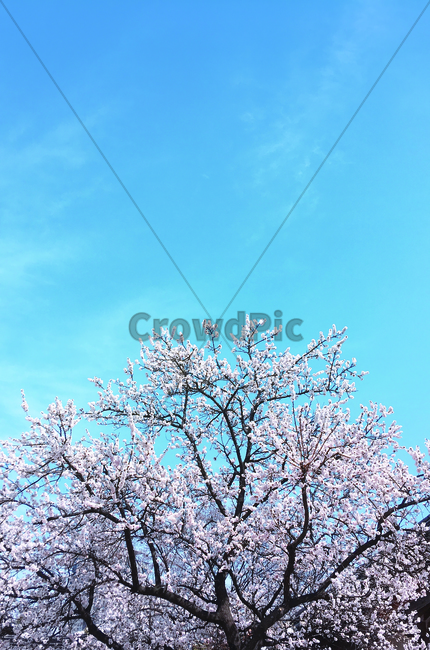꽃,꽃나무,봄,하늘,꽃과나무,봄,계절,spring,season,nature,자연,plant,식물,outdoors,옥외
