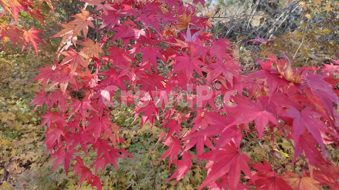 가을단풍,가을,엽록소,plant,식물,leaf,잎,tree,나무,maple,단풍,가을,계절,fall,autumn,season