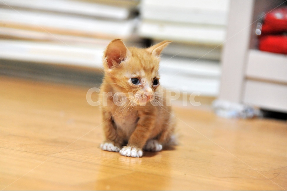 고양이,호랑이,애묘,애완동물,동물,새끼고양이,노란고양이,동물,animal,포유류,mammal,고양이,cat,kitten,kitty