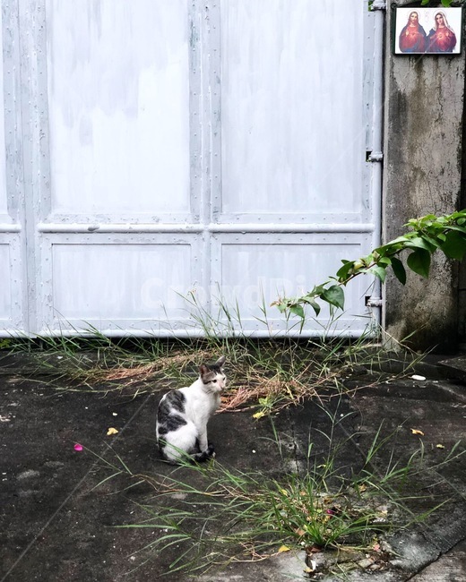 고양이,철문,잡초,길고양이,cat