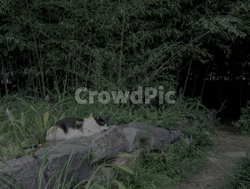 고양이,cat,park,공원,돌,길냥이,길고양이,forest,숲,서울숲,자연,animal,동물,nature,동물,animal,포유류,mammal,고양이,cat,kitten,kitty