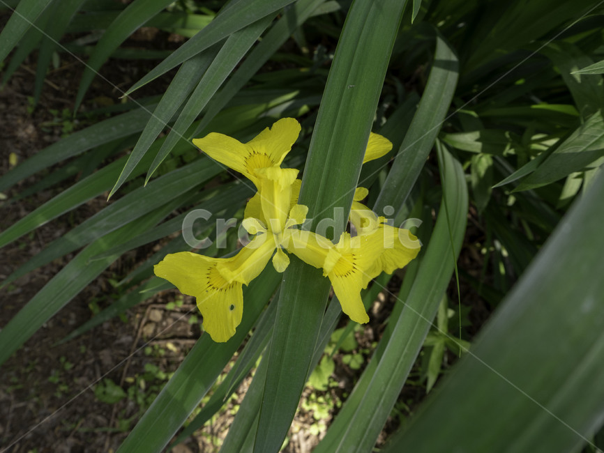 금붓꽃,irisminutoaurea,꽃,flowers,자연,nature,식물,plant,식물,자연,plants,nature,꽃,flower