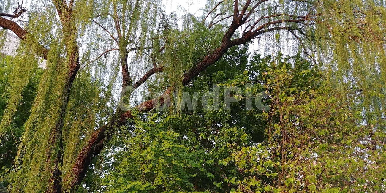 나무,풀,숲,초록,잎,등나무,자연,풍경,nature,landscape,tree,plant,식물,tree trunk,나무 줄기