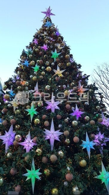 christmas tree,tree,star decoration,christmastree,christmas,decoration