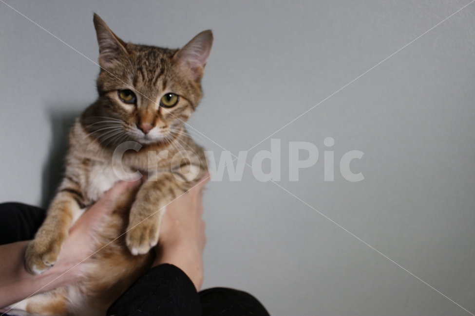 고양이,반려동물,유기묘,길냥이,애완동물,cat,pet,kitten,아기고양이,코숏,코리안숏헤어,동물,animal,동물,animal,고양이,cat,kitten,kitty,포유류,mammal