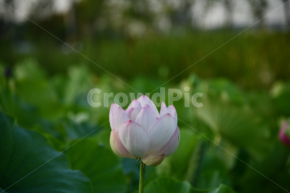 꽃,접사,연꽃밭,식물,plants,nature,flower,분홍색,핑크색,연잎,연꽃